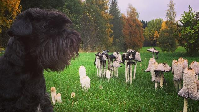 man här brukar finna i stora mängder, var sällsynta. Dofttaggsvamp och fårticka, kantareller samt rödgul trumpetsvamp påträffades.