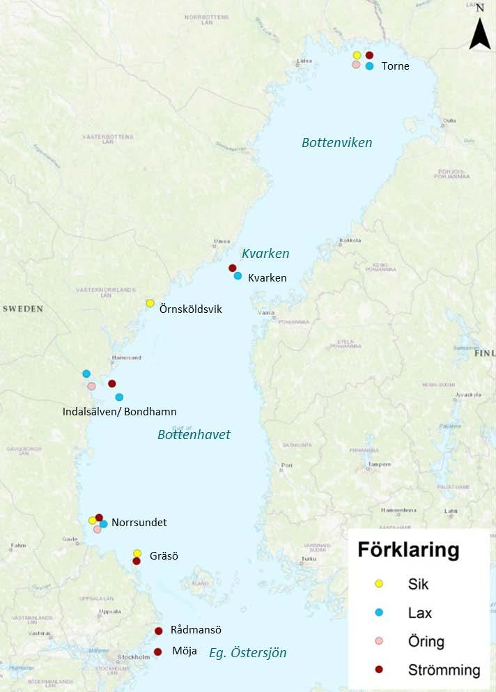 Figur 10 Fångstplatser i Bottniska viken för lax, öring, strömming och sik som samlats in mellan 2014 och 2017.