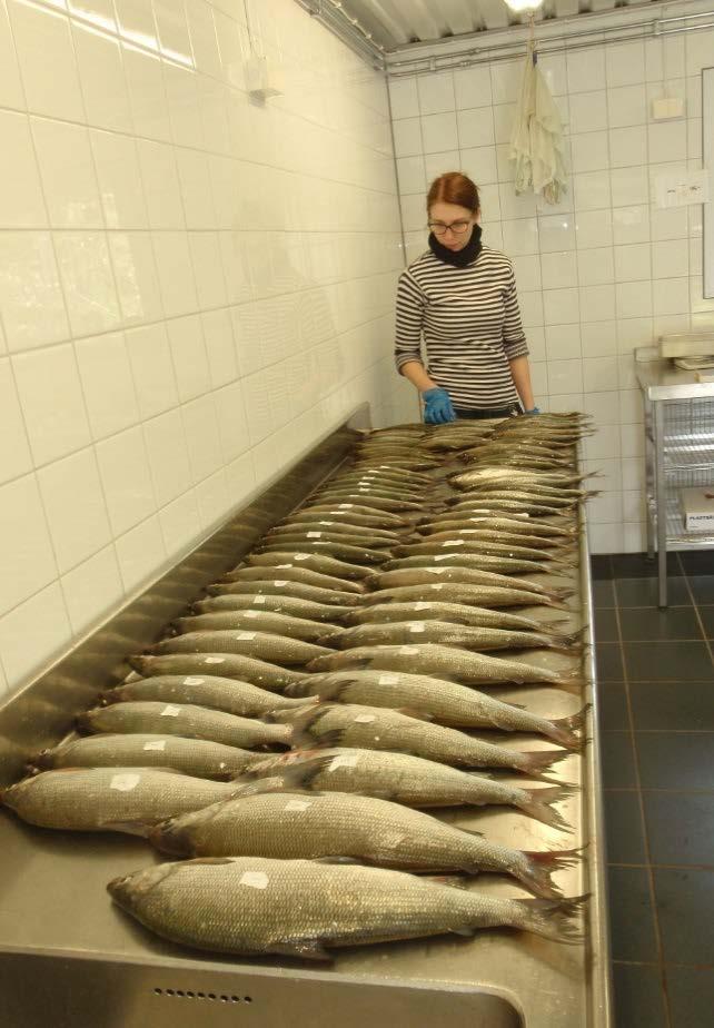 Om fetthaltsmätaren Vi har i projektet testat en fetthaltsmätare av märket Distell modell FFM 692. Mätaren är ickeinvasiv d.v.s. man behöver inte skära sönder fisken utan det räcker att hålla den mot fiskens yta.