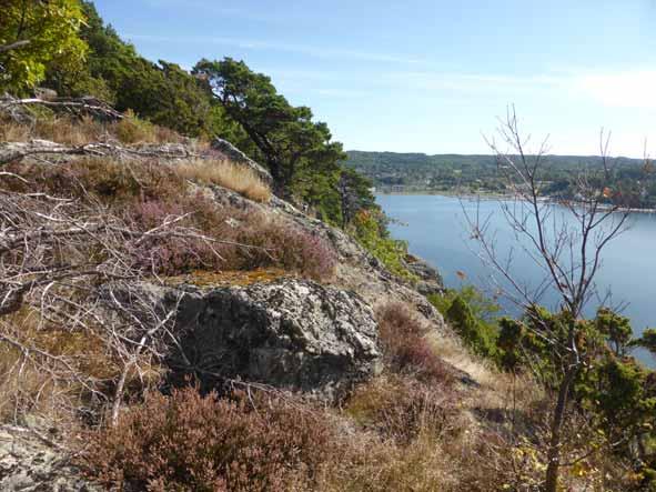 Naturinventering - väg 675 Uvesund Deyta 3a-c. Hämark kass III I den sydvända bergbrantsmijö uppträder också en he de hämarker.