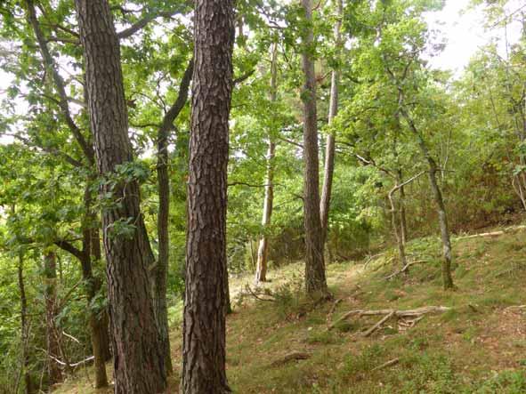 Naturinventering - väg 675 Uvesund Deyta 4. Ädre ges taskog kass III Ädre ges taskog med fint utveckad grässvå och insag av yngre ek och en.