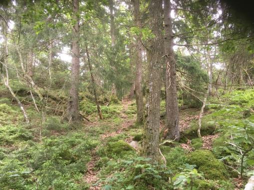 Naturvårdsutåtande Uvesund, 2017