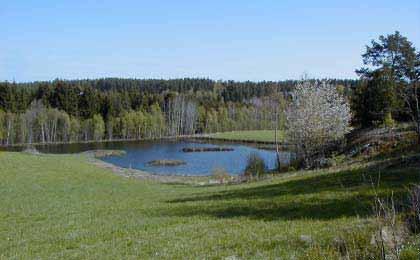 lighet för att binda sediment, minska flödeshastigheten och erbjuda större yta för mikroorganismernas aktivitet att göra kanterna flacka, så att våtmarken kan expandera vid högflöden.