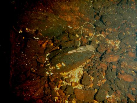 Det finns Åven indikationer pä att abborre (Perca fluviatilis) troligen År en viktig vårdfisk fér vissa mälar- och dammusselarter.