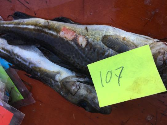 Därtill kunde de frätskador på framförallt skrubbskädda som allmänheten rapporterat om inte återfinnas i den inskickade fiskarna.