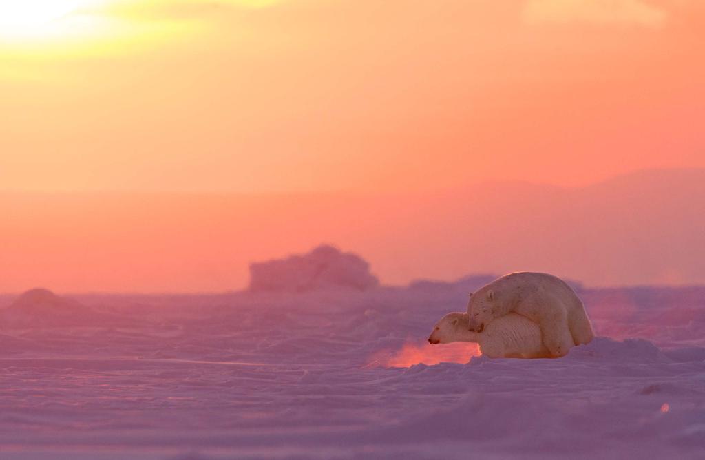 20 21 Svalbard Svalbard tillhör vårt grannland Norge, men är en av de mest exotiska platserna för naturfoto i världen.