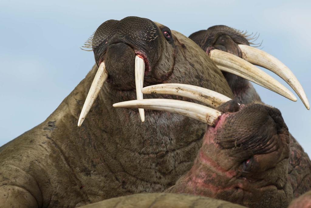 22 23 Svalbard Longyearbyen Svalbard tillhör geografiskt Europa, men naturen liknar knappast någon annan del av Europa.