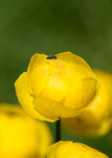 Årets växt 2016 - smörbollar Text: Ulla-Britt Andersson. Bild: Thomas Gunnarsson. Svenska Botaniska Föreningen har i år utsett smörbollar till årets växt.