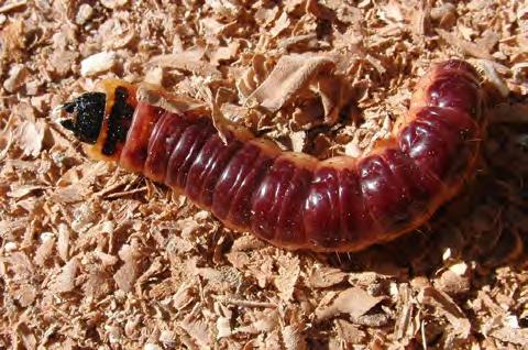 aded Centipede (t.h.) får här stå som exempel för ett antal giftiga arter vars bett är starkt smärtsamma också för människan. Foto av enkelfotingen är från Internet (se ref.). tropiska Afrika.