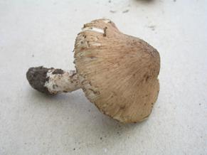 De unga planterade björkarna har ringbarkats så att träden ska torka bort och att de sedan kan avverkas utan att nytt sly växer upp.
