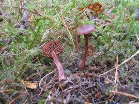 Ett ökat ljusinsläpp skulle också bidra till att fjärilar och andra flygande insekter ökar i området. I skogsområdena bör de gamla barrträden och aspar bevaras.