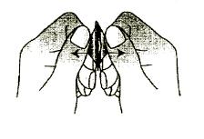 Fig. 3. 4. Ta ut en munsönderfallande tablett Ta med torra händer ut en munsönderfallande tablett och lägg den på tungan (Figur 4). Fig. 4. Den kommer snabbt att lösas upp och det rekommenderas att den sväljs med vatten.