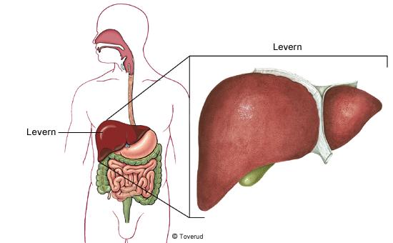 Hepatiter