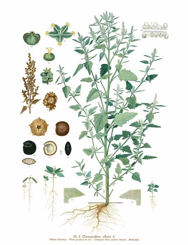 Ettårig art som gror främst på våren Hög fröproduktion Tjockt fröskal Halvkraftigt rotsystem Figur 4. Svinmålla (Chenopodium album L.