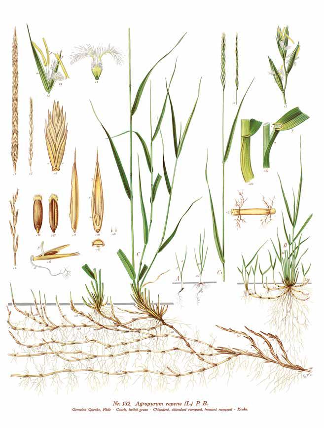 Flerårig art med stamutlöpare Tunt fröskal Underjordiska stamutlöpare Grunt utlöparsystem Figur 8. Kvickrot (Elytrigia repens (L.) Desv.
