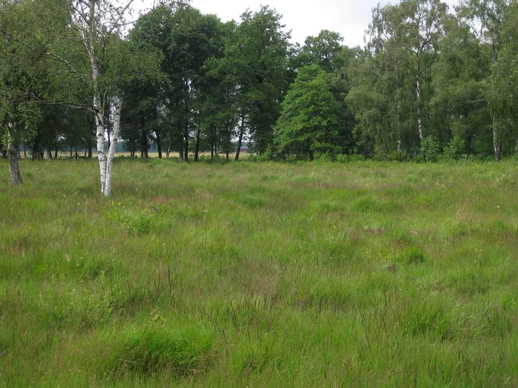 Kartering av rö dmyrör pa