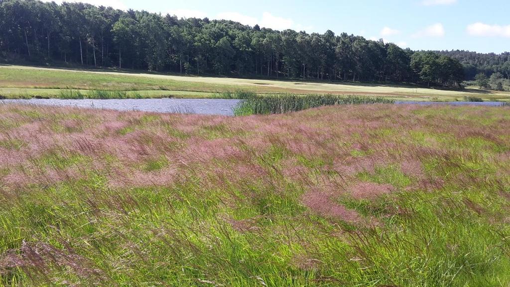 Källor Banskötsel, Svenska Golfförbundet Information om svenska golfanläggningars påverkan på omgivande miljö Bekämpning på grönytor, Jordbruksverket Etablering och skötsel från markbyggnadsförsök
