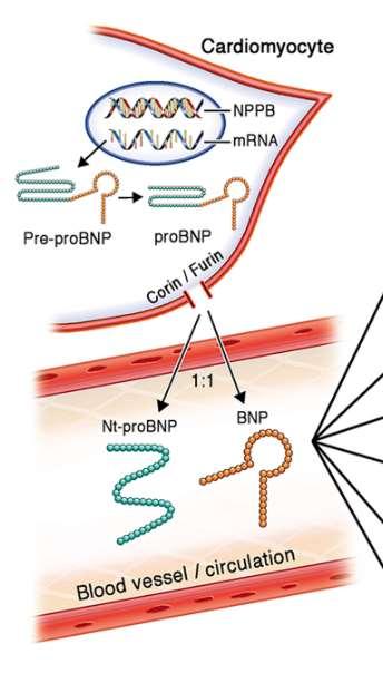 Hjärtmuskelceller som utsätts för tänjning släpper ifrån sig natriuretiska peptider som en del i en