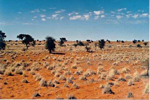 Kalahari öknen