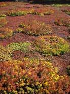 Grönska på bjälklag >500mm- Rabatt 5,4 Dekorativa planteringar med hög skötselintensitet. Rabatten kan innehålla perenner, sommarblommor, lökar eller buskar.