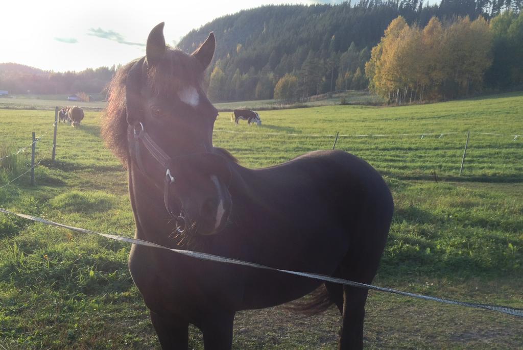 i fylls av marknadsstånd och knallar. Tivoli, ponnyridning, kolbullar, kams och musik i en härlig blandning.