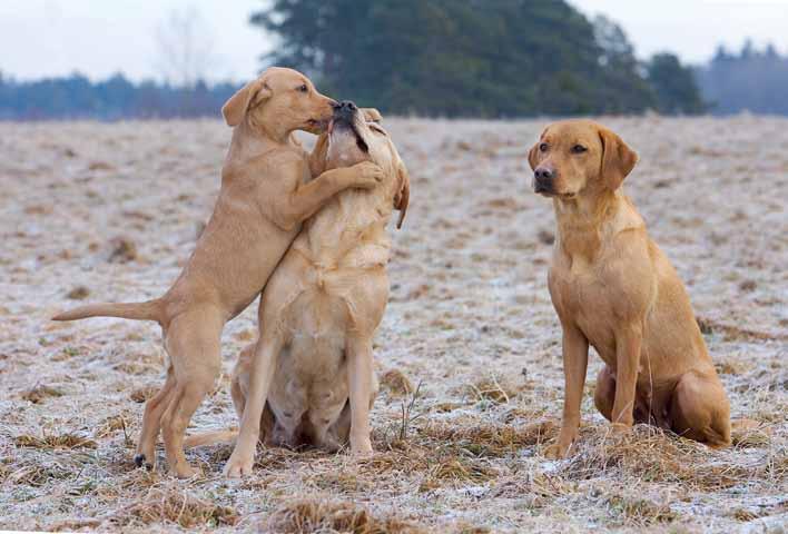 Tre generationer labrador retriever. Labrador retriever är en av de raser som höftledsröntgas mest. Rasen har även tillgång till skattning av avelsvärden, index.