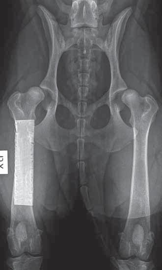 Röntgen av höftleder sker framför allt för att man ska kunna identifiera lämpliga respektive olämpliga avelsdjur, men kan i vissa fall även hjälpa till att utesluta hundar som inte lämpar sig för