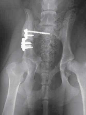 AVELSKOMMITTÉN INFORMERAR Röntgenbild av bäcken hos hund opererad med metoden TPO, triple pelvic osteotomi.