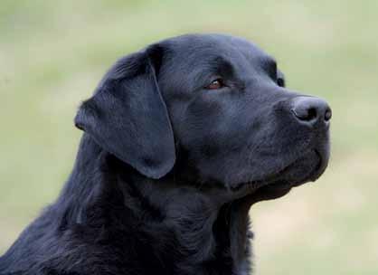 AVELSKOMMITTÉN INFORMERAR Bland de flitigast röntgade hundraserna är labrador retriever, golden retriever och tysk schäferhund.