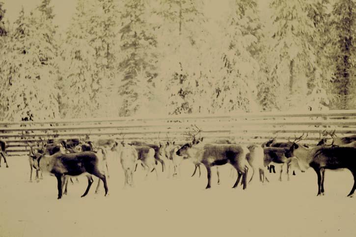 Renskiljning Snön och kylan var till glädje