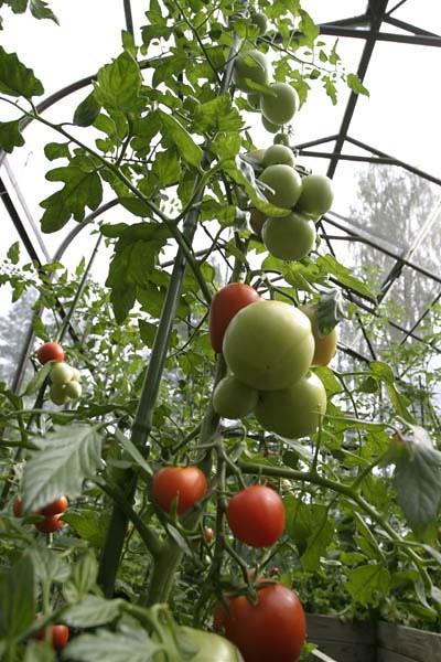 Prediktera Y, exempel Tomatodlaren vill nu veta hur många tomater plantor som står i jord med 4,6 % kvävekoncentration ger.