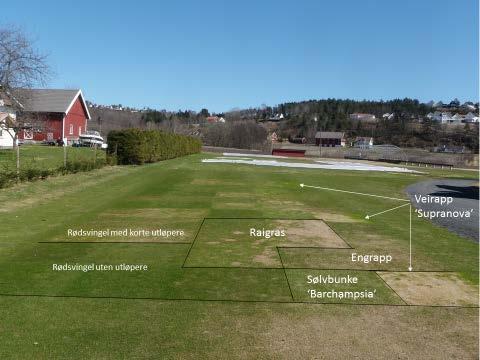 Bild 5. Från SCANTURF, försök med gräsarter vid 15 mm klipphöjd, Landvik, 3 maj 2013.