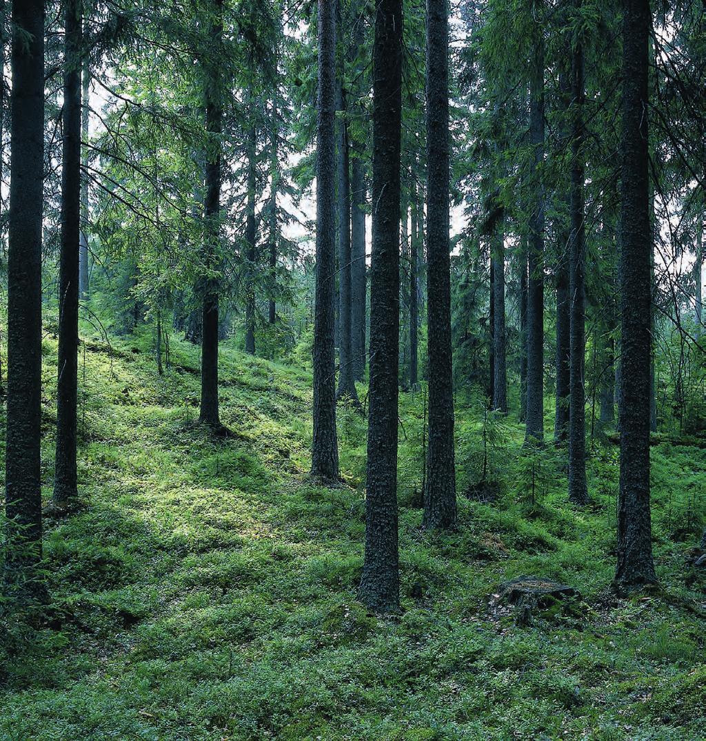 BRA ATT VETA OM SKOGEN FOTO: SKOGSINDUSTRIERNA Trä är förnybart och dessutom en råvara som vi har gott om. På mindre än ett hundra år har Sveriges skogstillgångar fördubblats.