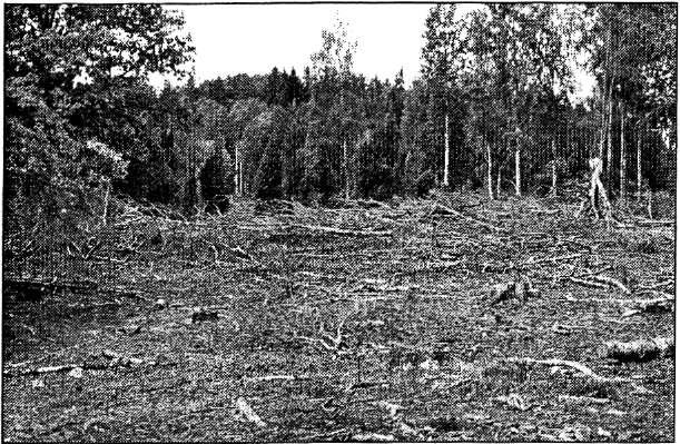 Inventeringarna koncentrerade sig främst på skalbaggar och fjärilar och ett antal sällsynta arter, flera idag rödlistade, befanns förekomma inom området.