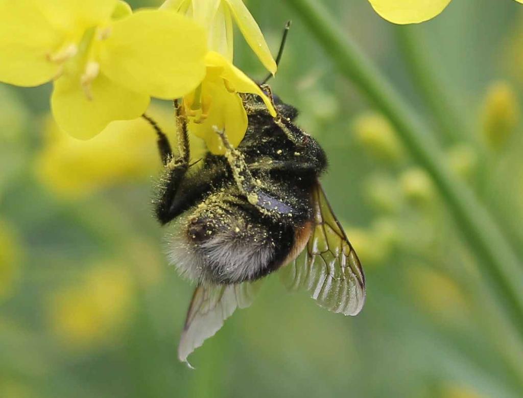 HUMLOR Humlorna är effektiva pollinerare, mycket pollen fastnar på den håriga kroppen.