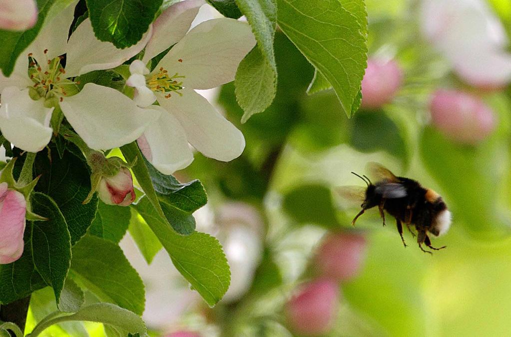 Foto: Mats Wilhelm Det blir både fler och större äpplen när det finns många pollinerare. Fördelning av humlearter i anlagda blomsterremsor i Skåne, Västra Götaland och Mälardalen (2011 och 2012).