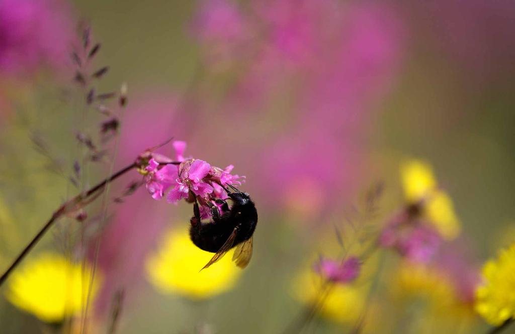 Foto: Mats Wilhelm Långtungade humlor minskar Humlor med långa tungor samlar nektar och pollen från djupa blommor. De är anpassade till växter där nektarn samlas i en djup pip.