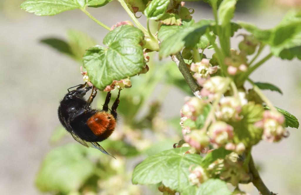 Foto: Christina Winter Blommande buskar runt fältkanterna gynnar humlorna. De korttungade humlorna rör sig snabbt och effektivt från blomma till blomma tack vare de korta mundelarna.