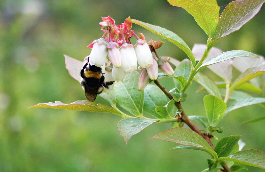 Foto: Christina Winter Hur påverkar klimatförändringen humlor? Liksom de flesta djur kan humlor drabbas när klimatet förändras. I en atlas från 2015 finns nästan alla europeiska arter av humlor med.