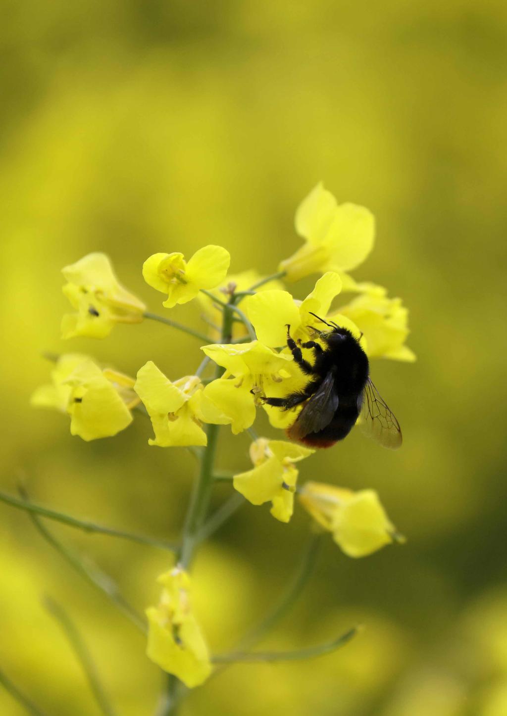 Humlorna är viktiga pollinerare i raps och deras