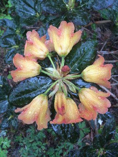! Rhododendron 2017-2018 Hemsida: www.rhododendron.