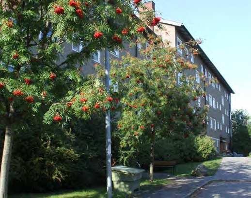 Även fåglar som t.ex. talgoxe, blåmes och koltrast hör vardagsnaturen till.