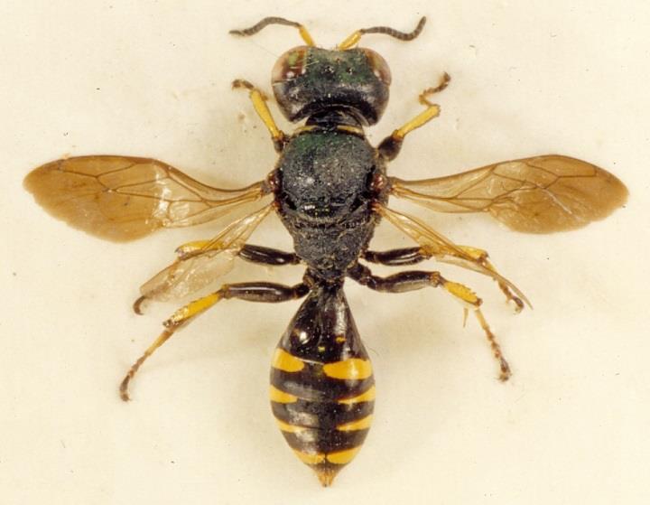 Sammanfattning En inventering av gaddsteklar (Hymenoptera: Aculeata) genomfördes inom planområdet fd Österhagsdeponin i Huddinge kommun under 2016.