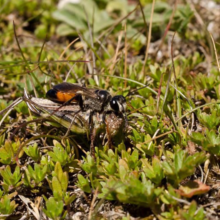 Insekter vid Kungsladugårdshällarna Visby 2013 Text och foto: Tobias