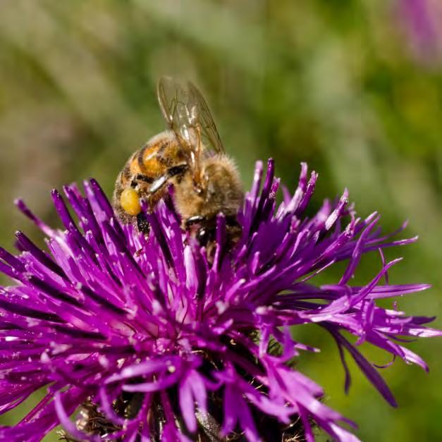 Honungsbi Apis mellifera En av anledningar till att inventeringen genomfördes var att få en uppfattning om honungsbin från biodling har en negativ påverkan på Kungsladugårdshällarnas insektfauna.