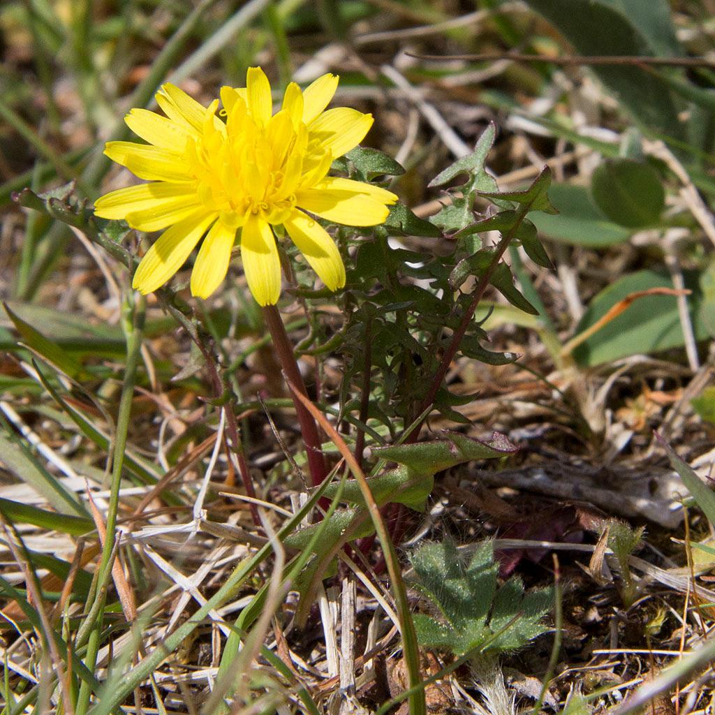 Maskrosor Taraxacum Sektioner kan urskiljas