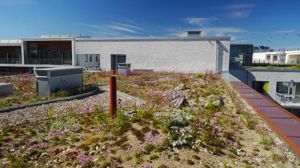 Figur 3. SGRI fotodokumenterade taket i juni 2015. Täckningen var relativt god med något glesare etableringsgrad på det rosa taket än de övriga takytorna.