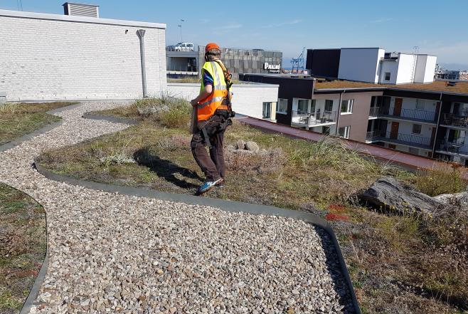 På de blottade ytorna där vegetationen dött på det rosa taket etablerades nytt plantmaterial genom spridning av sedumsticklingar ca 75-100 gram per kvadratmeter samt frösådd av annuella ängsväxter.