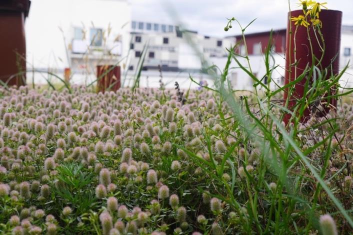 Samtliga ytor som klarat sig bra under torrperioden fick 2016 en väldigt ymnig tillväxt av den ettåriga växten Harklöver (Trifolium arvense).