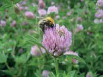 pollineras av insekter Ollerton